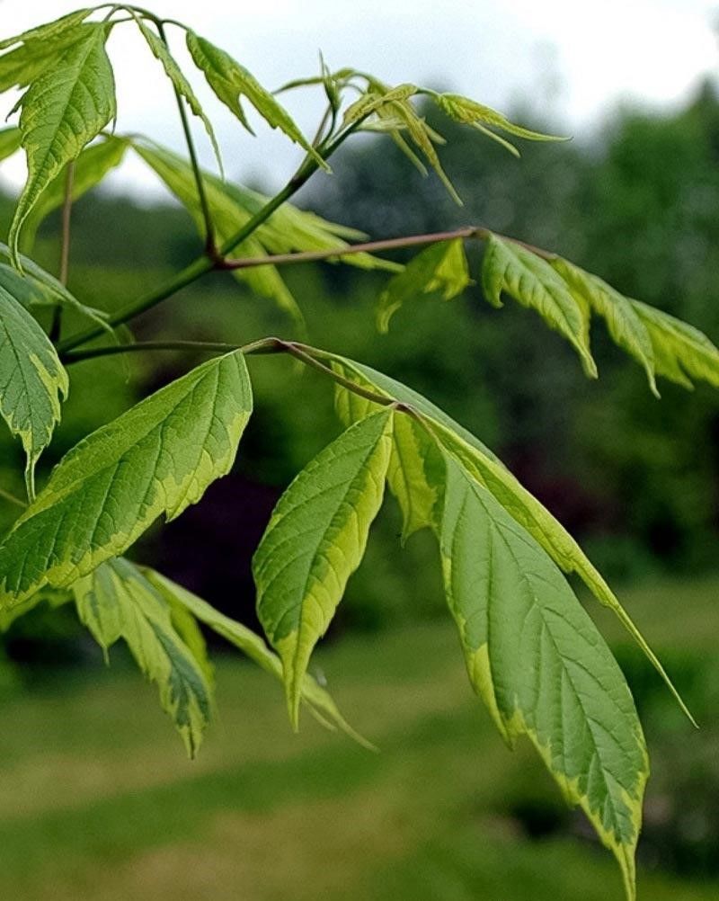 Американский клён может стать причиной штрафа