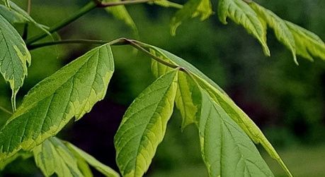 Американский клён может стать причиной штрафа